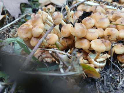 Несправжні опеньки у Львові