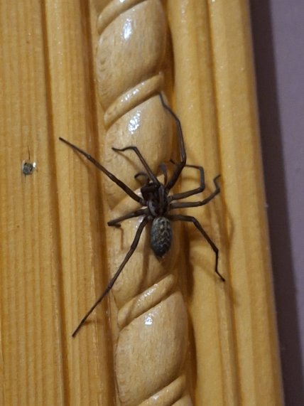 Eratigena atrica у Івано-Франківську