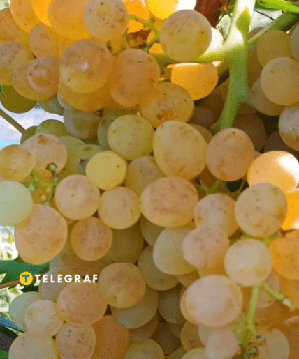 Виноград Ромулус