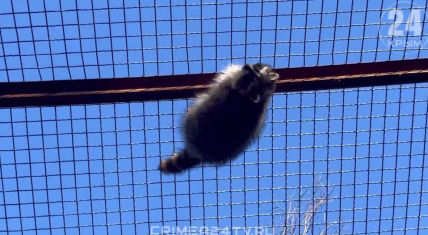 Вкрадений з Херсона єнот