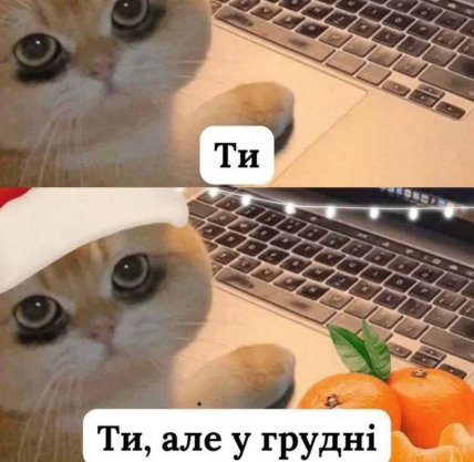 Мем з котиком про Новий рік