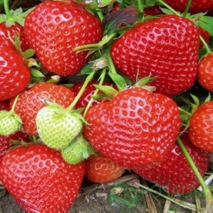 Ремонтантная клубника Вивара