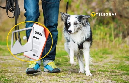 За что могут наказать владельцев собак в Украине