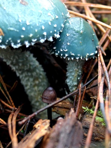 Строфарія синьо-зелена