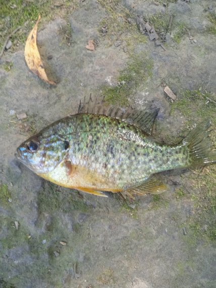 Солнечный окунь