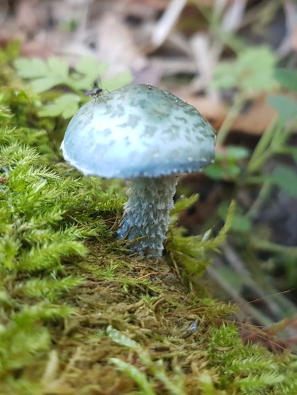 Строфария сине-зеленая где растет