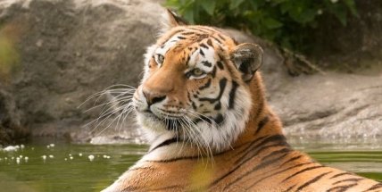 Wildlife Photographer of the Year (WPY) 