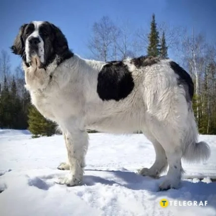 Пиренейский мастиф. Фото: mops.ua