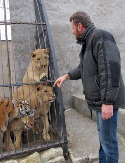 Чоловік біля вольєру з левами та тигром