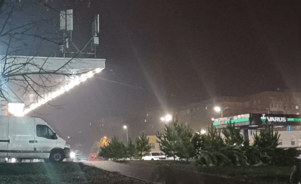 В Днепре начали продавать новогодние елки