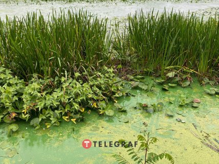 Річка покрита зеленими водоростями