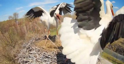 Драка в гнезде аистов