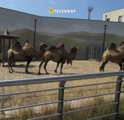 какие животные живут