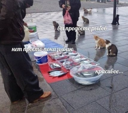 приколы про котов