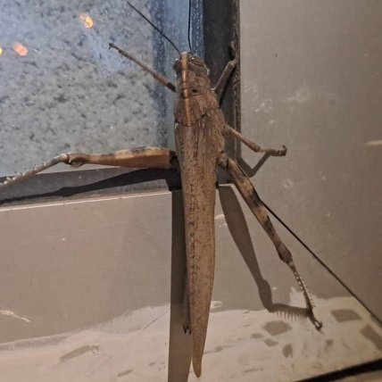 Большую саранчу увидели в городе Диярбакыр, Турция