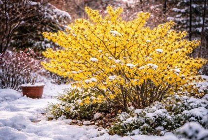 Як виглядає рослина гамамеліс