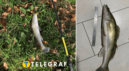 Рибалка поблизу Львова зловив двох судаків, один з яких «затягнув» на 2,300 кілограмів