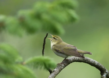 У Дніпрі помітили рідкісного птах