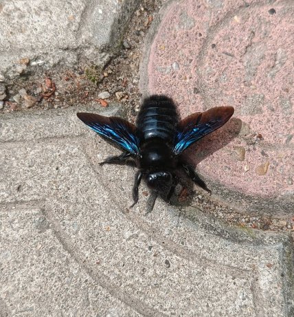 Бджола-тесляр фіолетова