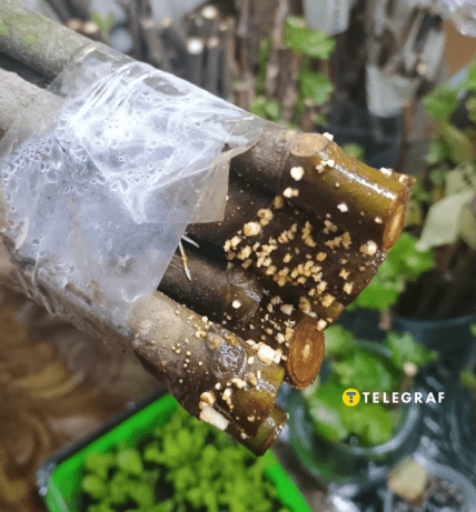 Інжир як виростити з черешка