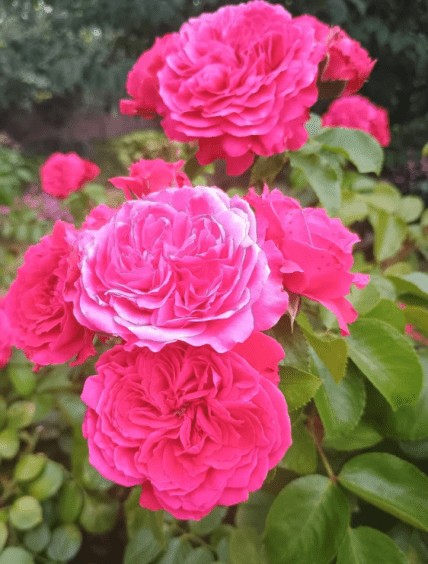 Флорібунда Леонардо Да Вінчі