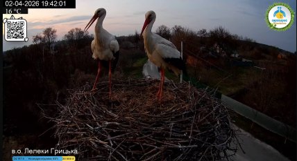 Лелеки. Не Грицик і не Одарка
