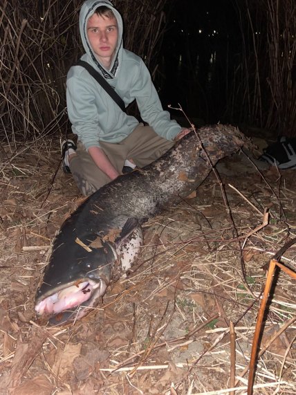 Юнак піймав великого сома