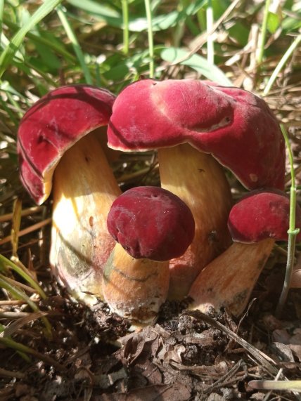 Группа боровиков зернистоногих (Neoboletus luridiformis)