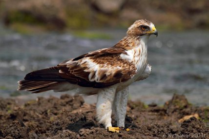 Светлая морфа орла-карлика с характерными перьями на ногах