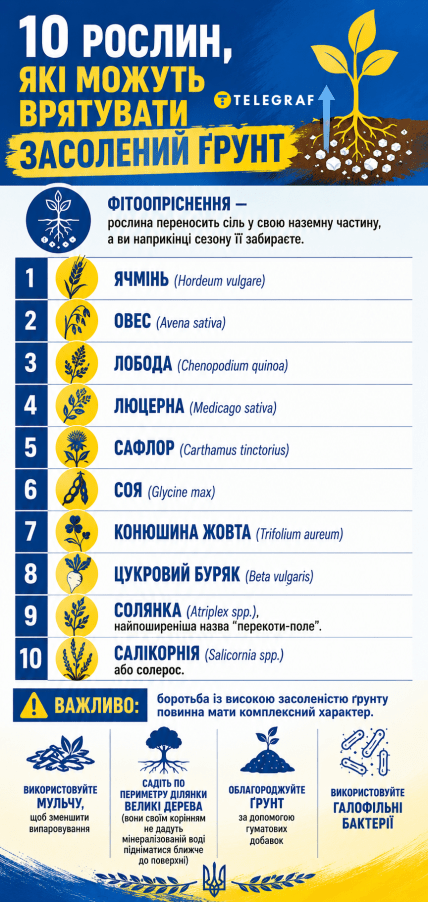 Что делать, если земля засолена, какие растения опреснители посадить