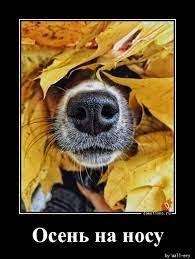 Открытки и поздравления с приходом осени