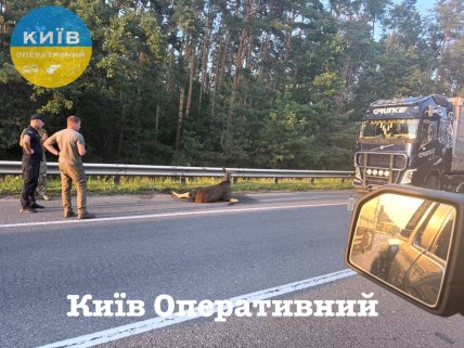 ДТП произошло недалеко от Киева