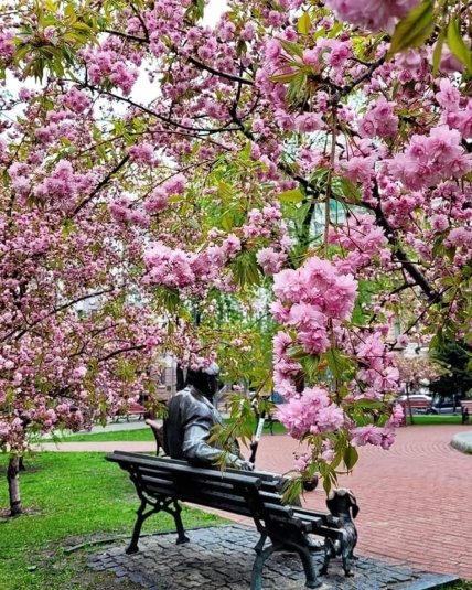 киев парк сакура