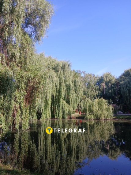 Гідропарк Сопільче в Тернополі - величезна верба над озером