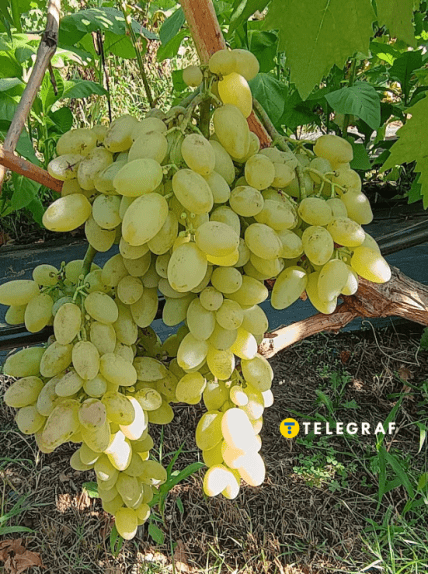 Виноград кишмиш Століття