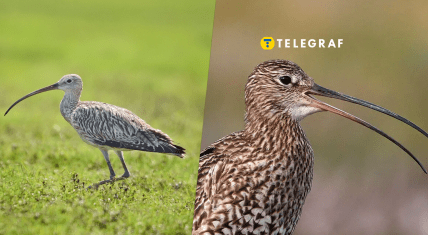 Рідкісний птах великий кульон