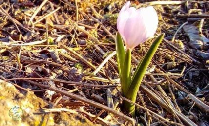 Безвременник анкарский в Украине