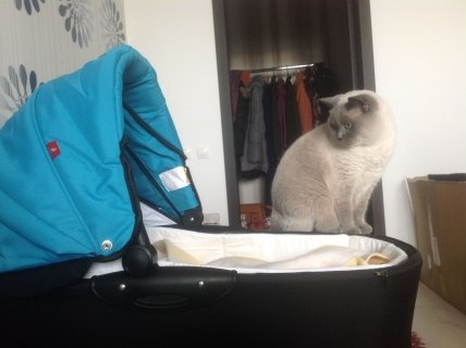 Активна мама форуму UAUA.info: киянка Антоніна - изображение №1