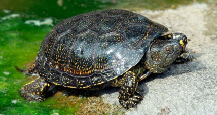 Болотная черепаха