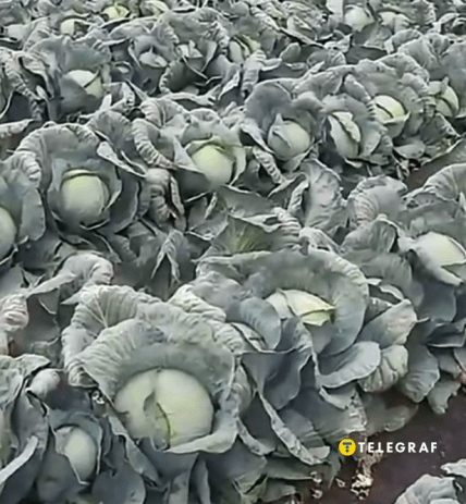 Капуста Тайсон