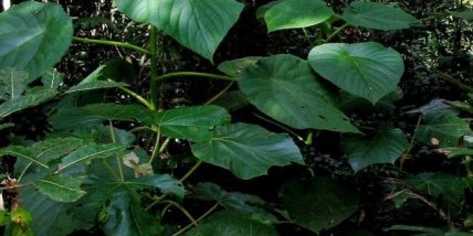 Гимпи‑гимпи