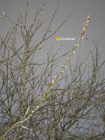 козья ива, котики, ива цветет зимой