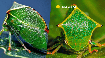 Горбатка-бізон