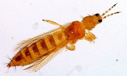 Західний квітковий трипс