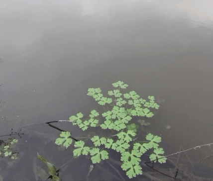водяний горіх