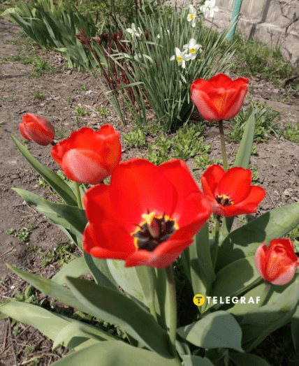 Тюльпаны Победа