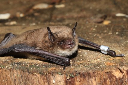 Летучая мышь, лилик