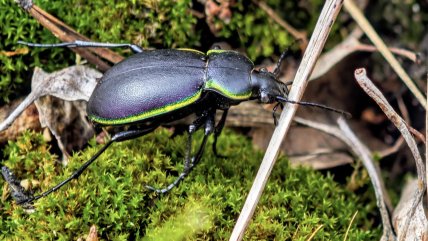 Турун облямований у лісі