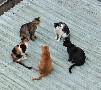 Кошки на крыше
