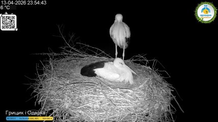 В гнезде Грицика и Одарки появилось яйцо